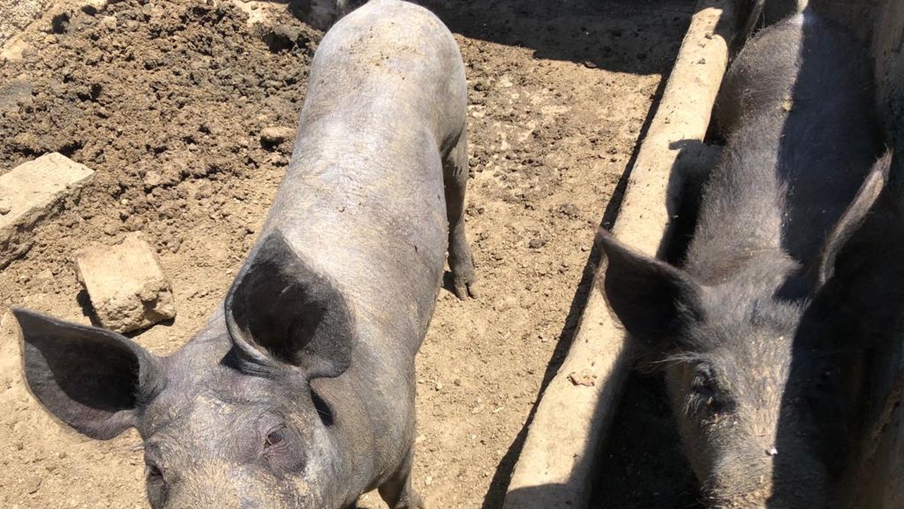 Adeal libera trânsito de suínos em Alagoas oriundos de estados livres da PSC