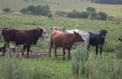 Publicada adesão de consórcios ao Sistema Unificado de Atenção à Sanidade Agropecuária