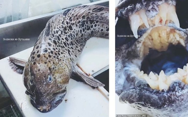 Pescador encontra peixe com dentes similares a humanos na Rússia