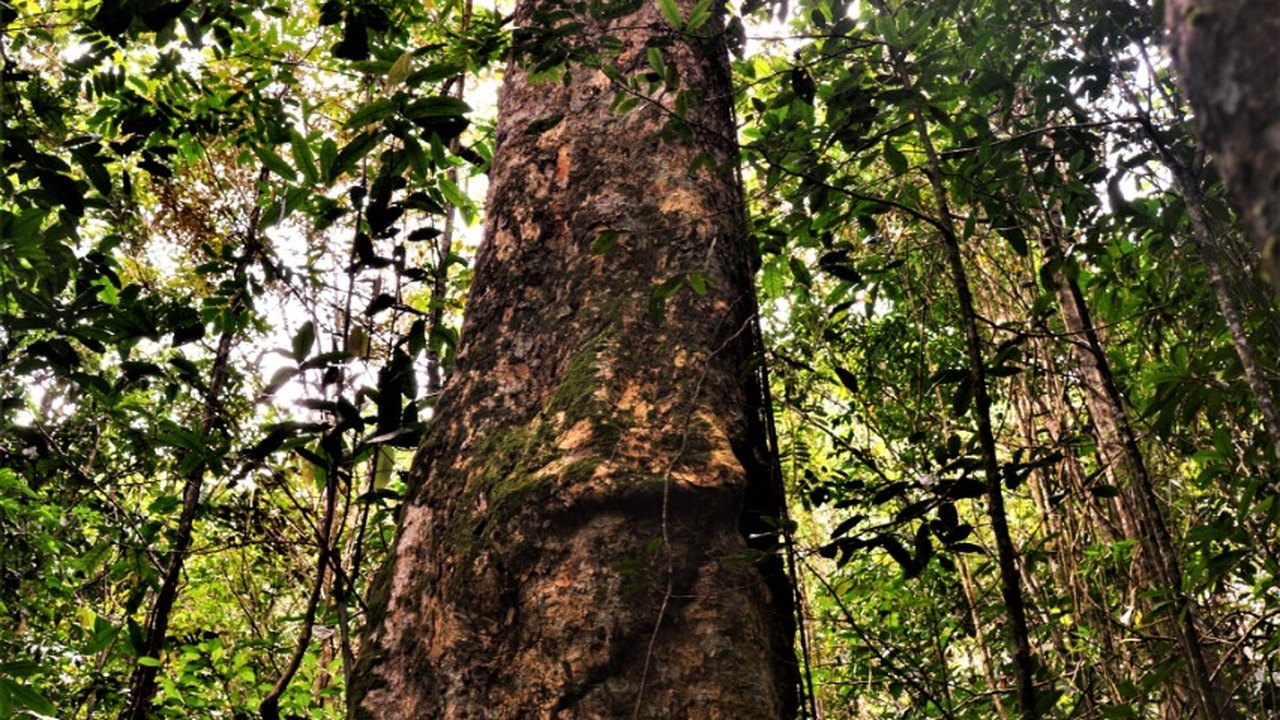 Alagoas zera o desmatamento da Mata Atlântica