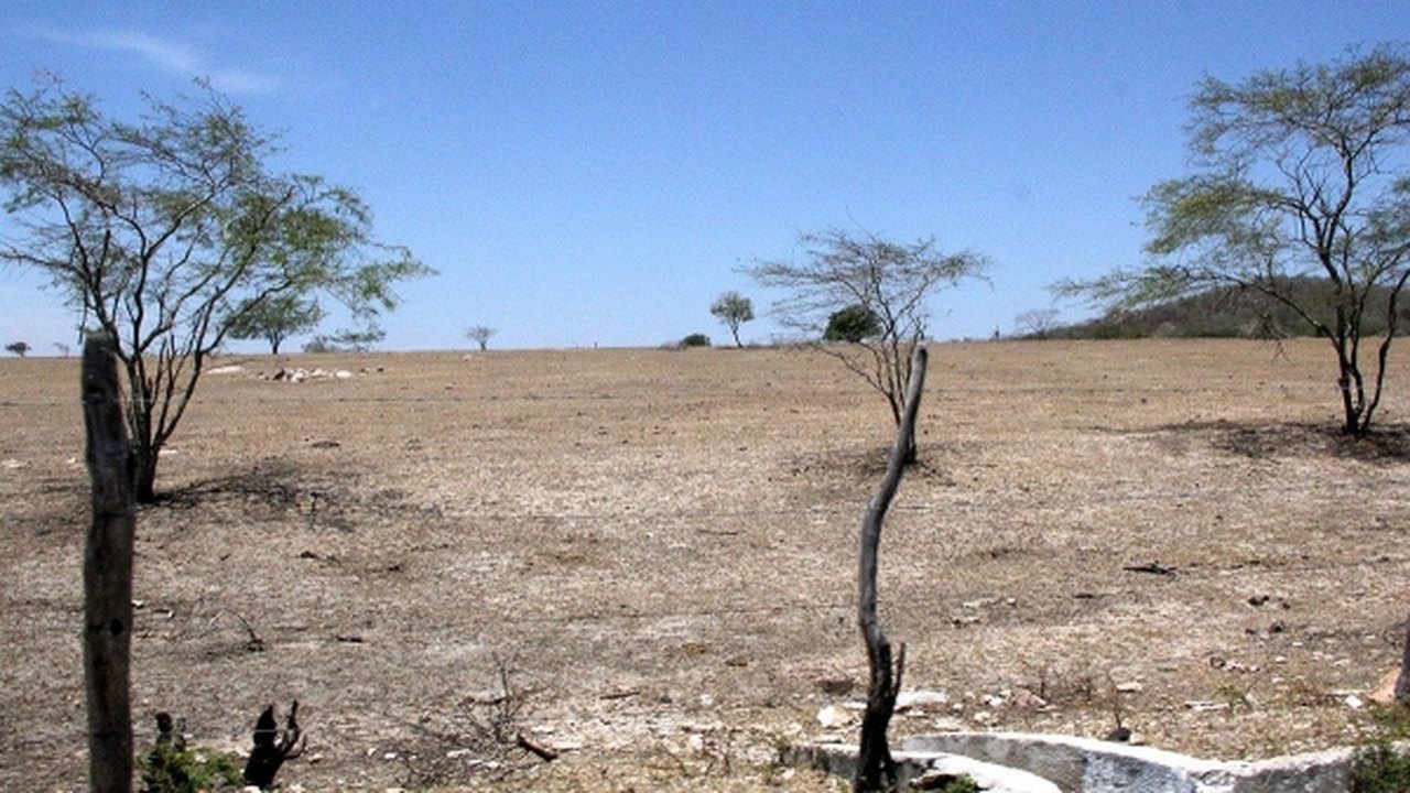 Agricultura busca soluções para apoiar produtor afetado por estiagem, diz Tereza