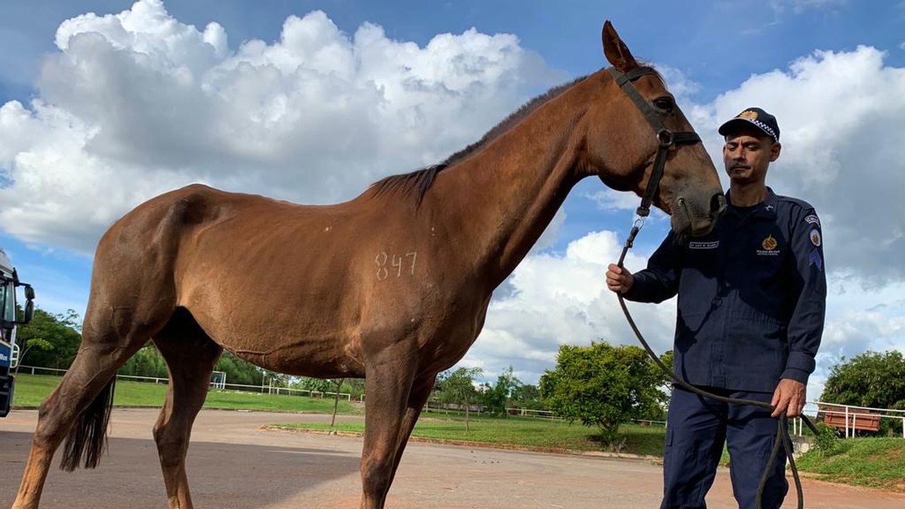 ‘Drácula’, o cavalo 847, se recupera da agressão sofrida por golpistas no DF