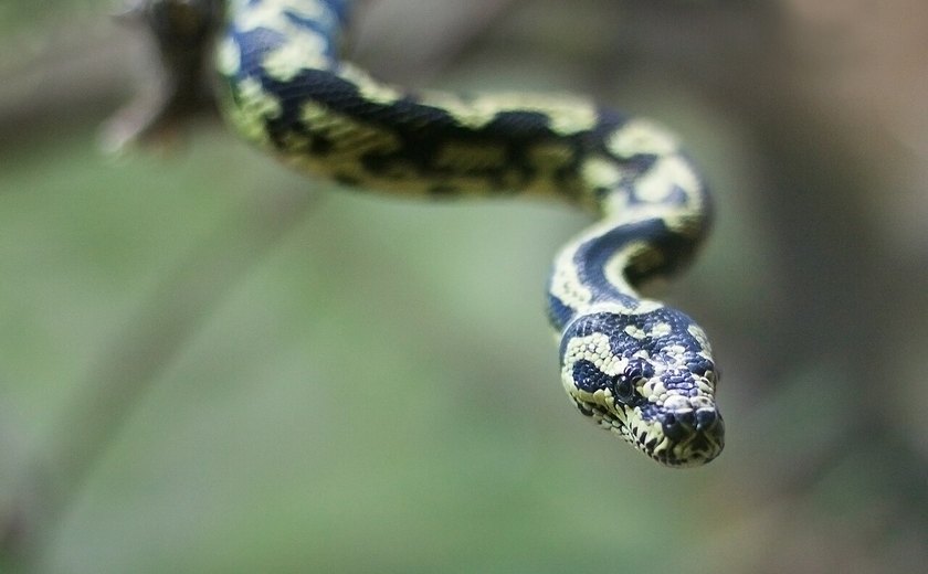 PF investiga grupo que usava Correios para traficar animais