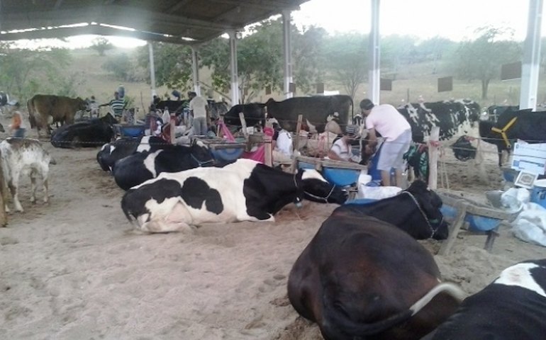 Olho D’água das Flores busca parceria da Emater para assistência técnica rural