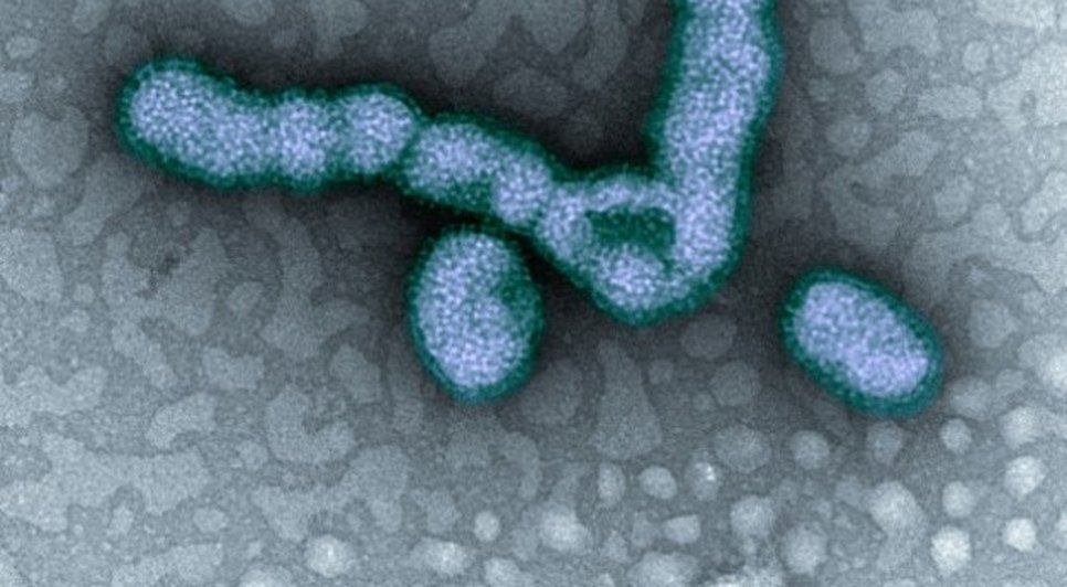 h1n1