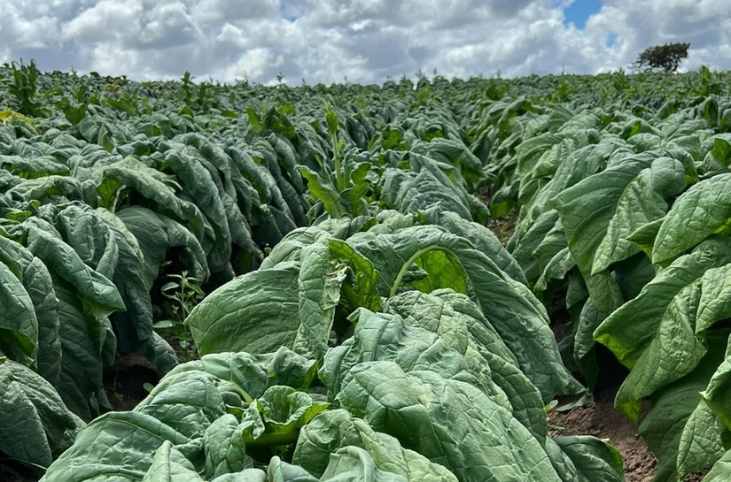 Defesa Agropecuária inicia trabalho de campo para manutenção de área livre do mofo azul do tabaco