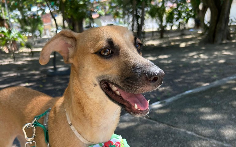 Evento gratuito estimula adoção responsável de cães e gatos em Fortaleza