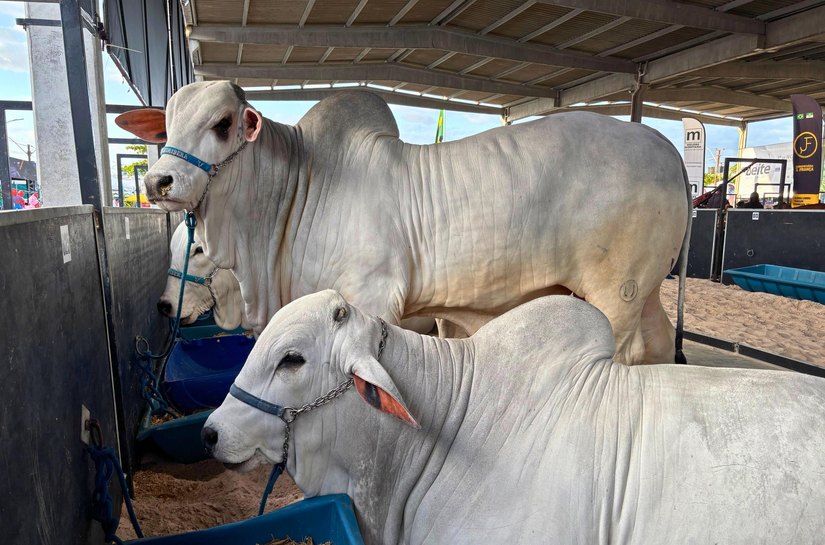 Expoagro-AL projeta novos negócios e reforça Alagoas no mercado de genética
