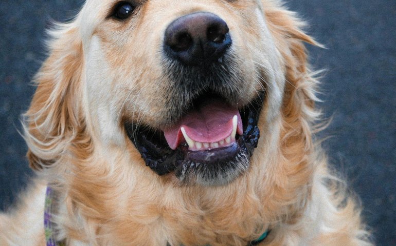 Síndrome silenciosa faz vítimas entre cães e gatos