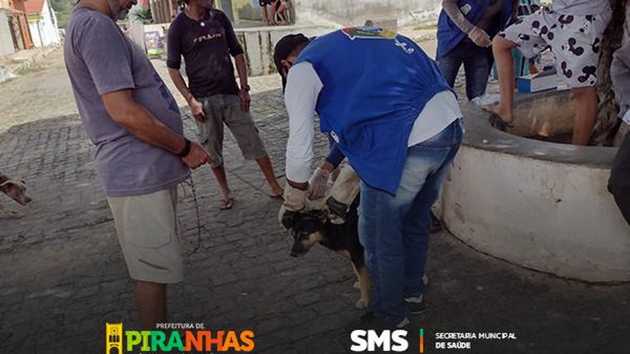 Prefeitura de Piranhas realiza testes rápidos em cães para prevenir calazar 