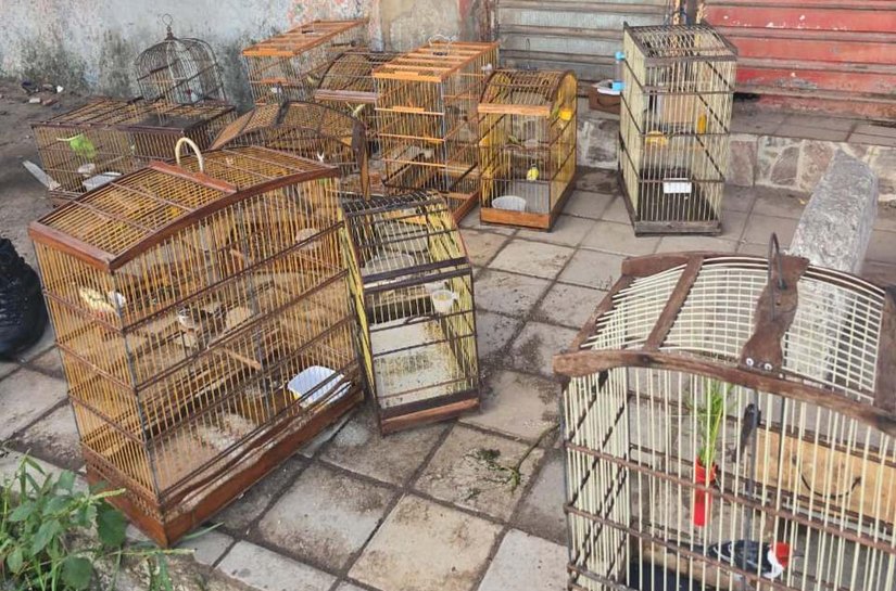 PM-AL combate crimes ambientais, tráfico e porte ilegal de arma na capital e no interior