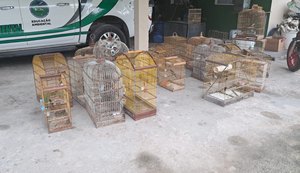 40 aves silvestres foram resgatadas pela polícia militar no interior de Alagoas. Foto: Reprodução/Internet.
