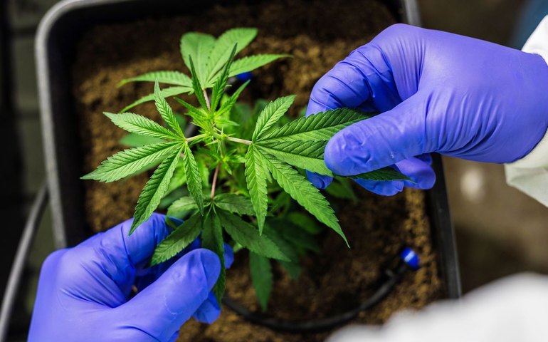 Cânhamo: 'Whey Protein de maconha' ajuda no desenvolvimento muscular e previne doenças cardiovasculares