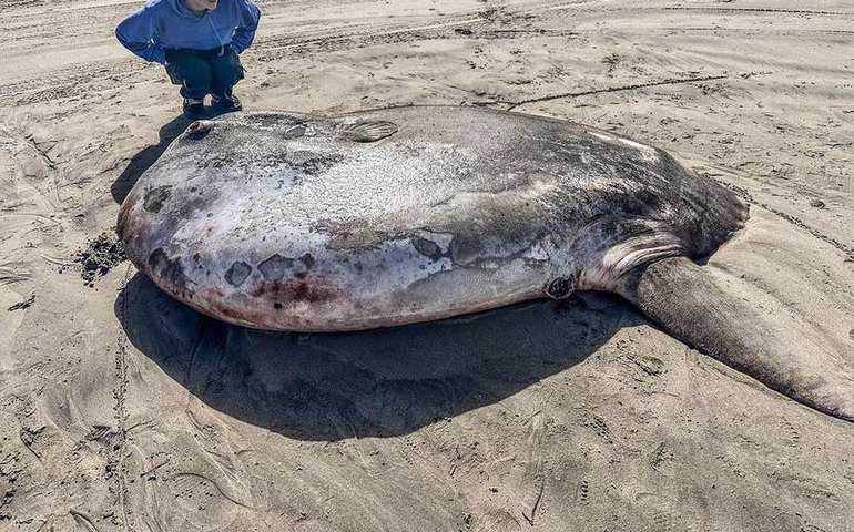 Peixe raro de 2 metros e 900 kg aparece nos Estados Unidos e surpreende especialistas