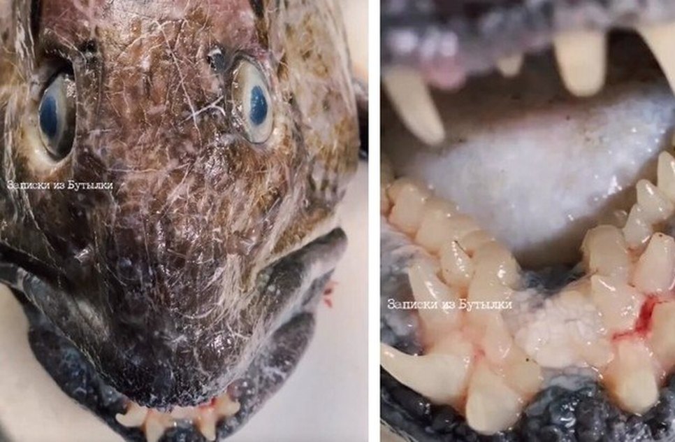 peixe-profund-pescador-instagram-viral-24082023171241755