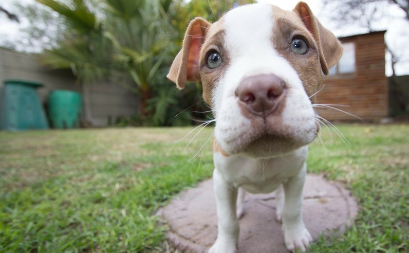 Insolação, sangramentos e queimaduras: Animais de estimação sofrem com a onda de calor na Ásia