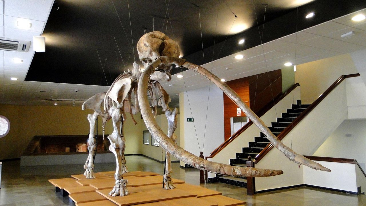 Dente fossilizado de mastodonte da Idade do Gelo é encontrado na baía de São Francisco