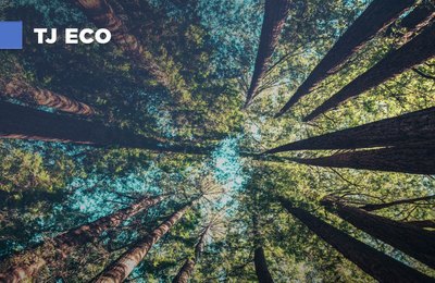 Eco Rede: Servidores do TJAL podem se inscrever em cursos de conscientização ambiental