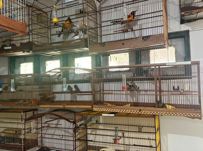 Cetas recebe aves em situação de maus-tratos após apreensão no Aeroporto Internacional Zumbi dos Palmares