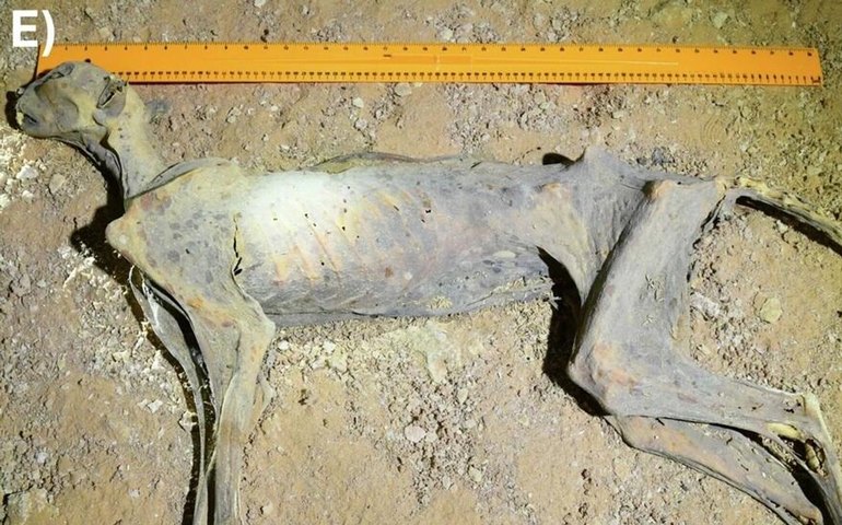 Chitas mumificadas em cavernas da Arábia Saudita revelam populações extintas de animais