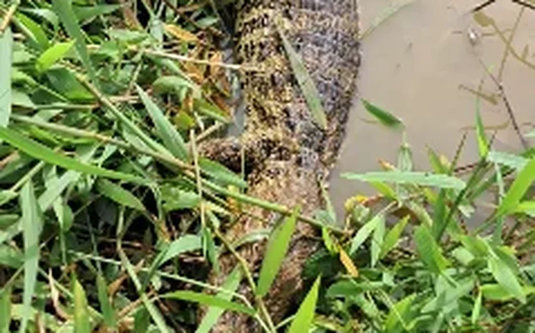 Mais um jacaré é encontrado morto no açude e alerta ambiental preocupa Palmeira dos Índios