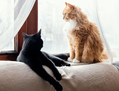 Freepik