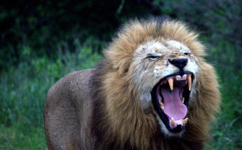 Autoridades da Zâmbia matam dois leões que fugiram do maior parque do país