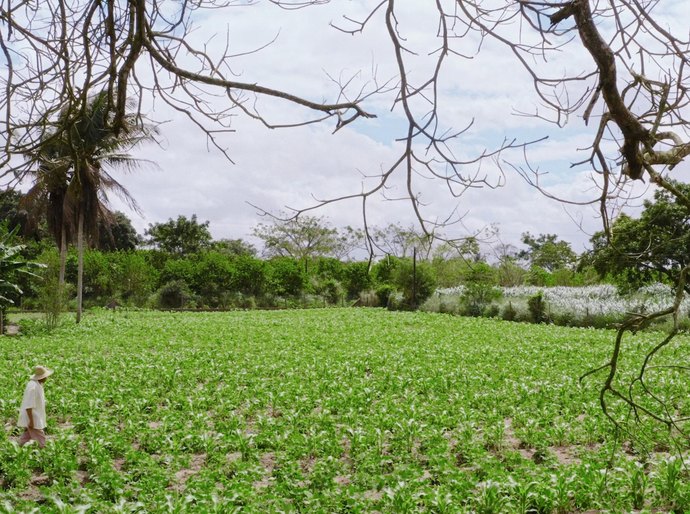 Novo pagamento do Garantia-Safra beneficia mais de 1.500 agricultores familiares de Alagoas