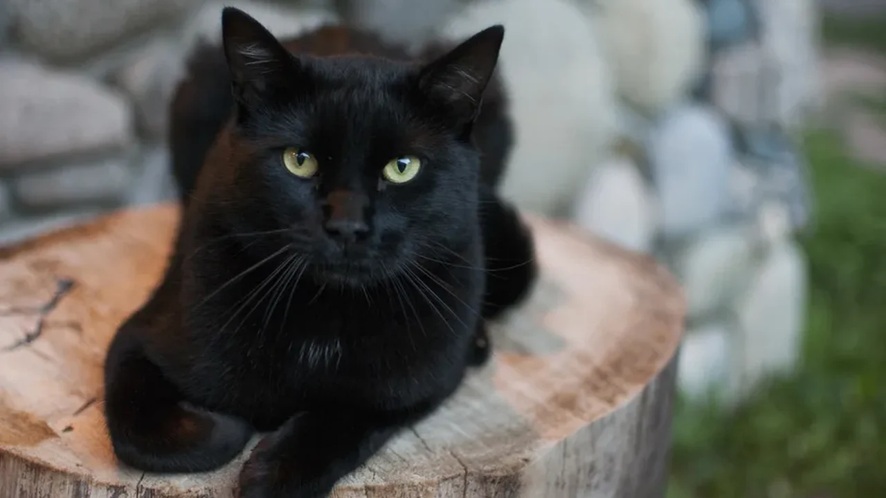Gato mais rico do mundo, Blackie tem fortuna avaliada em quase R$ 115 milhões