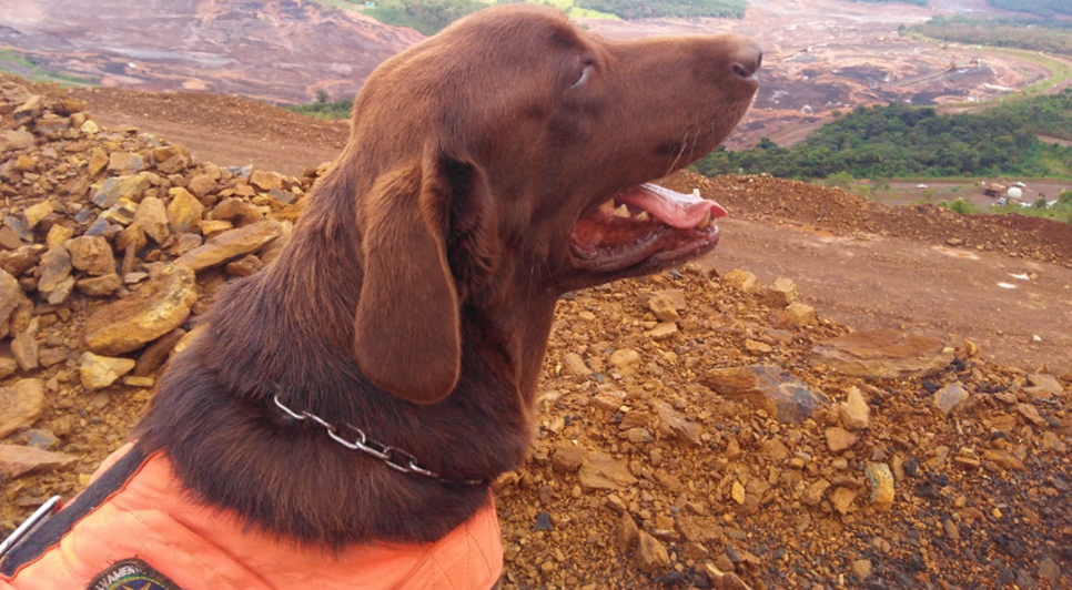 Labrador Jimmy SSP SE
