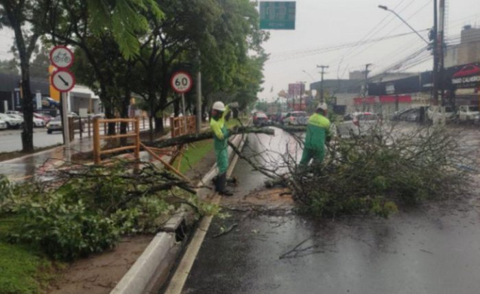 Árvores caíram com a ação das chuvas