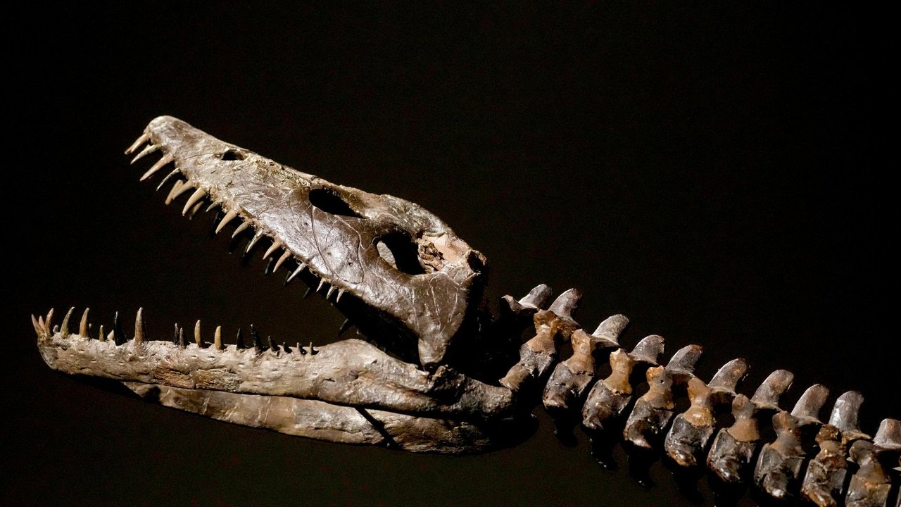 Vômito fossilizado revela segredo da digestão dos plesiossauros, aponta estudo