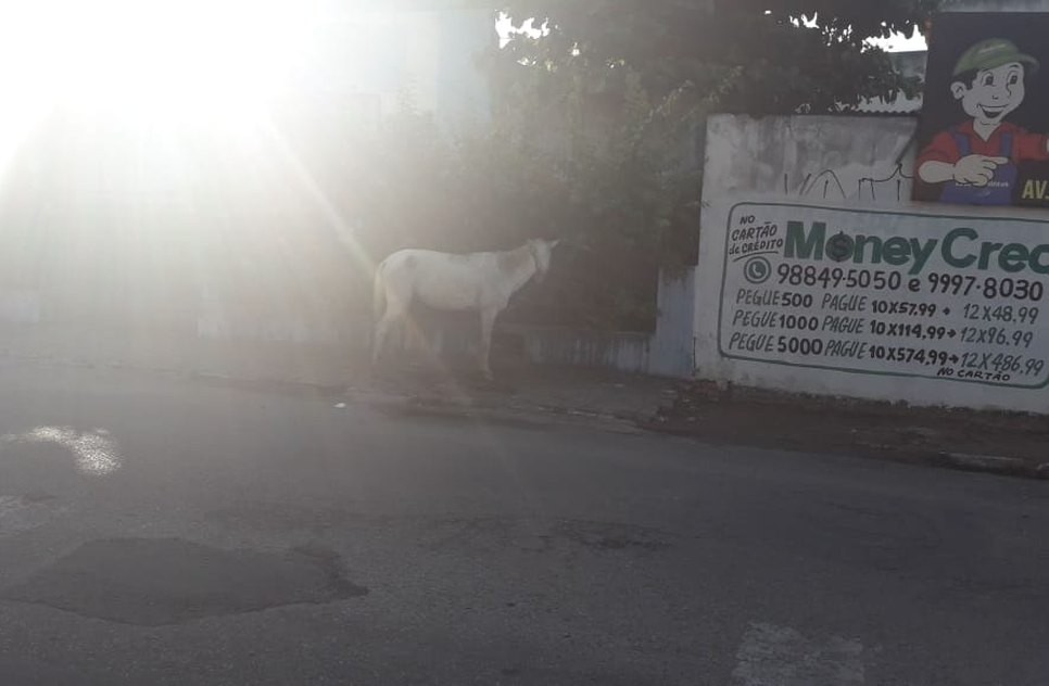 cavalo