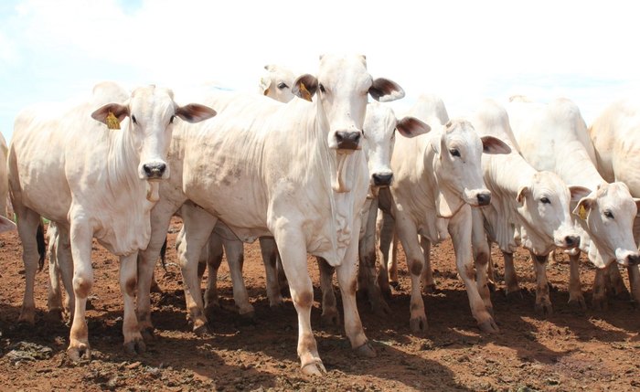 Maior evento de pecuária de corte do Nordeste, Encorte fará expedição técnica em fazendas de AL, PE e SE Maior evento de pecuária de corte do Nordeste, Encorte fará expedição técnica em fazendas de AL, PE e SE