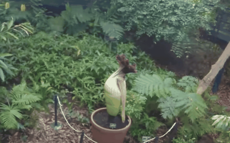 Cheiro de carne podre: terceira flor-cadáver floresce na Austrália em três meses