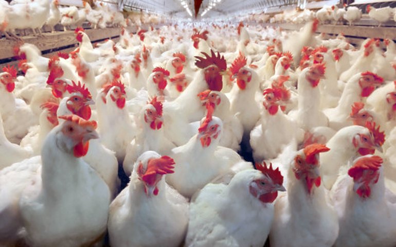 Antes rejeitado, pé de frango agora é a carne possível