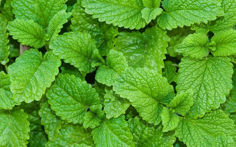 Uncisal e Ufal promovem evento online e gratuito sobre plantas medicinais