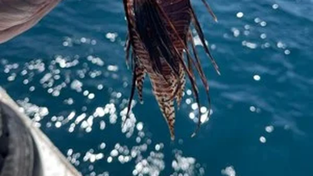 Ufal participa de capacitação sobre manejo seguro do peixe-leão na Bahia