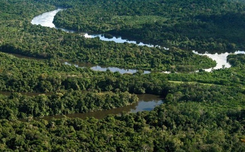 &#8220;Não é surpresa que europeus comprem madeira ilegal da Amazônia&#8221;