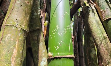 Parque Municipal de Maceió