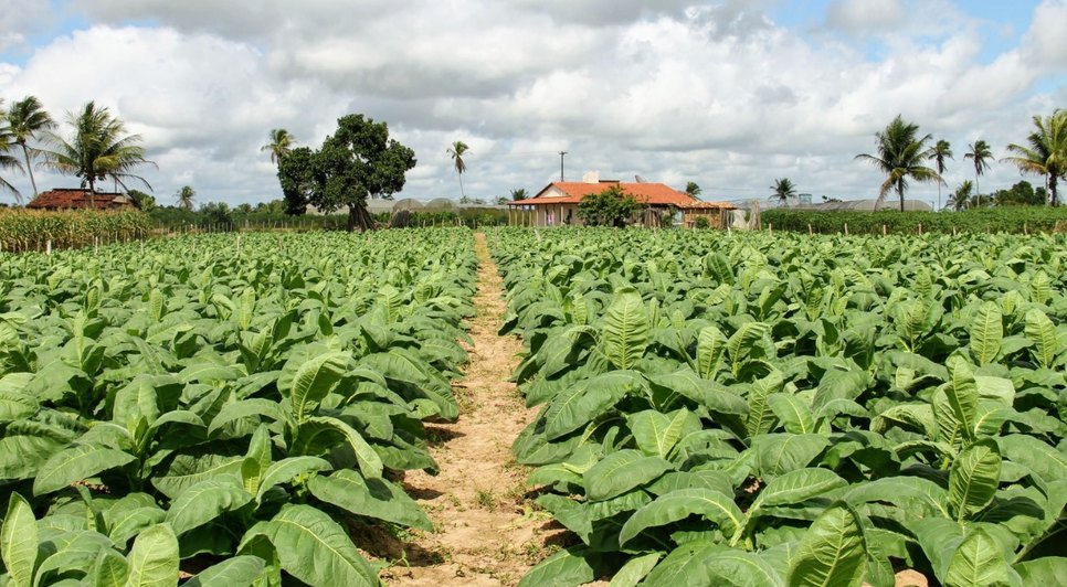 Cohidro contabiliza 100 hectares plantados no Perímetro Irrigado Piauí. Foto: Ascom/COHIDRO.