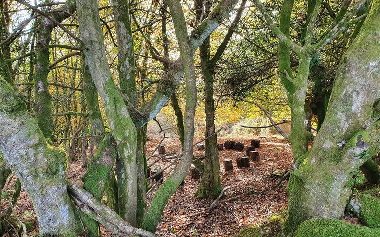 Tempestade Babet: homem filma ventos levantando chão de floresta na Escócia; vídeo