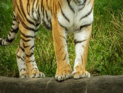Dia Mundial dos Animais reforça compromisso global com a vida de todas as espécies - Pexels (1).jpg 