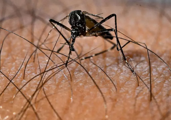 Cresce risco de transmissão de dengue e chikungunya na Itália