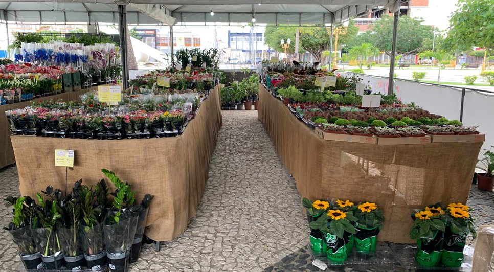 Feira de Flores de Holambra / Foto: Reprodução