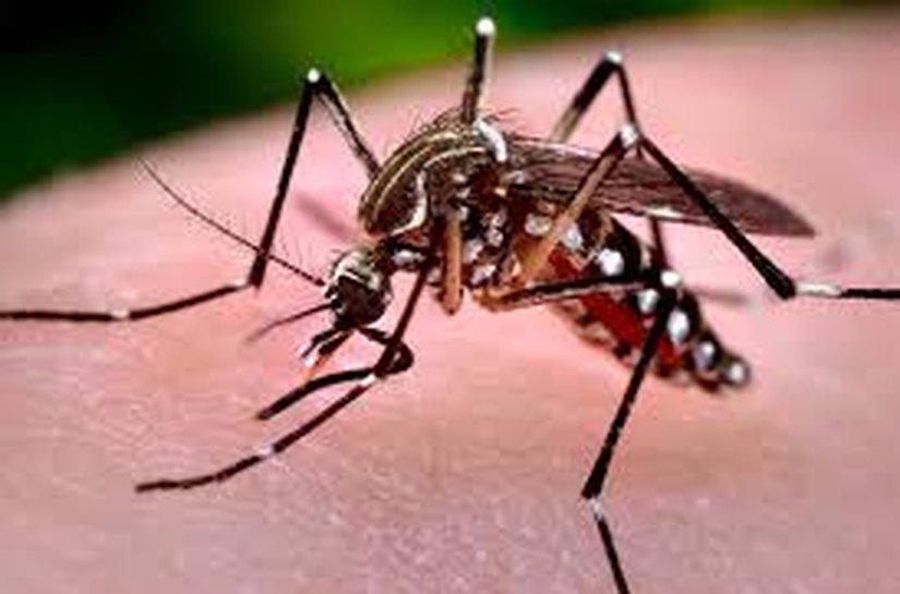 Aedes aegypti: SMS divulga Boletim Epidemiológico