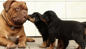 R7 CACHORROS