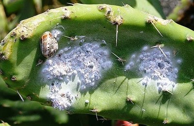 Projeto de pesquisa avalia impacto da cochonilha do carmim em Alagoas