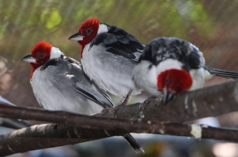 IMA convoca criadores amadores licenciados de aves nativas