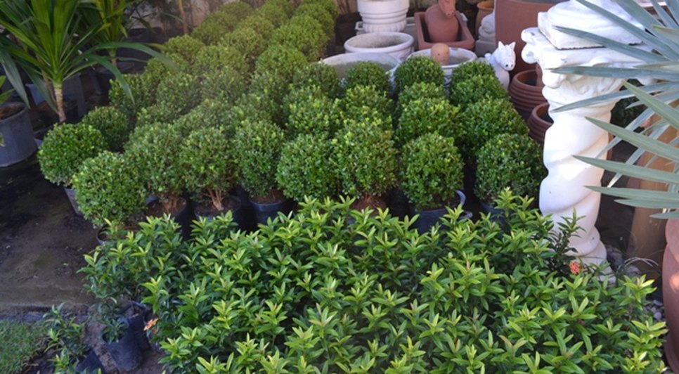 Plantas de diversas espécies garantem beleza ao espaço.